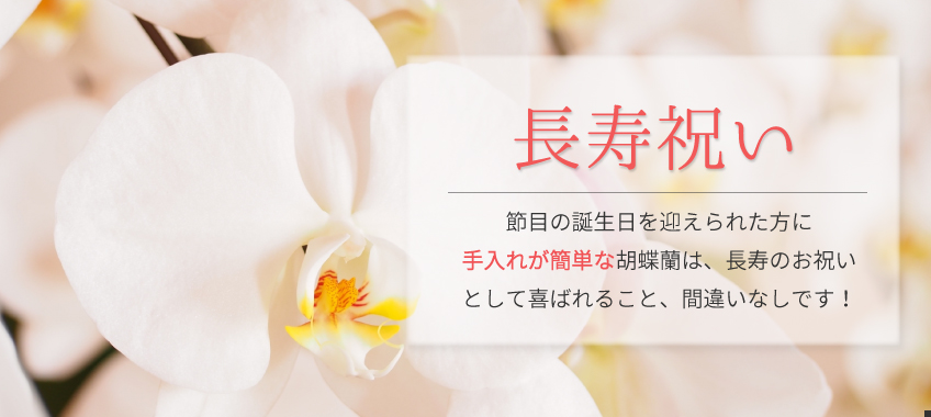 長寿祝いの胡蝶蘭のトップバナー