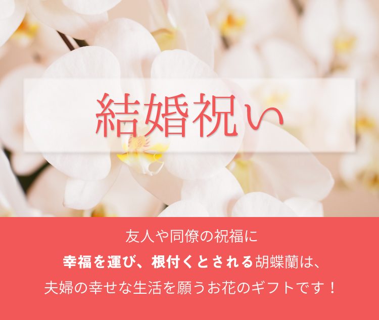 結婚のお祝い 結婚祝いの胡蝶蘭のトップバナー