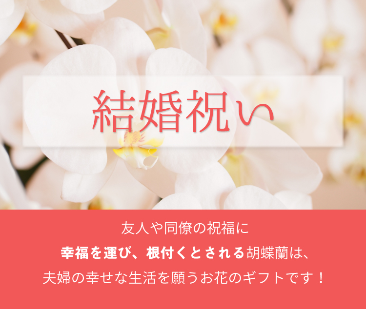 結婚祝いの胡蝶蘭のトップバナー