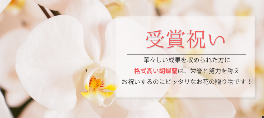 受賞祝いの胡蝶蘭のトップバナー