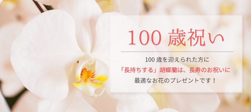 100歳のお祝いの胡蝶蘭のトップバナー