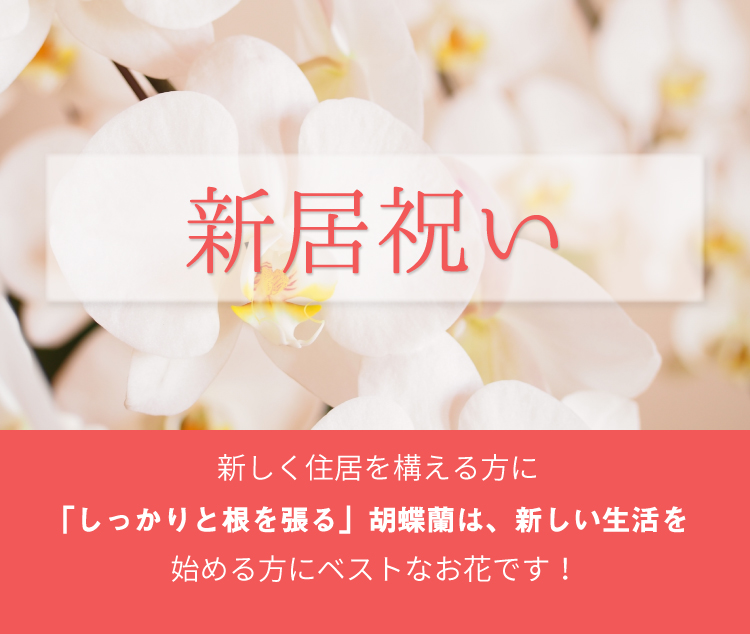 新居祝いの胡蝶蘭のトップバナー