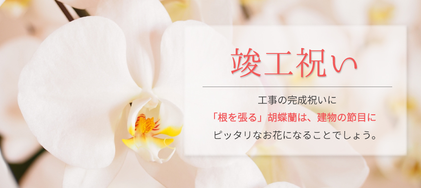 竣工祝いの胡蝶蘭のトップバナー