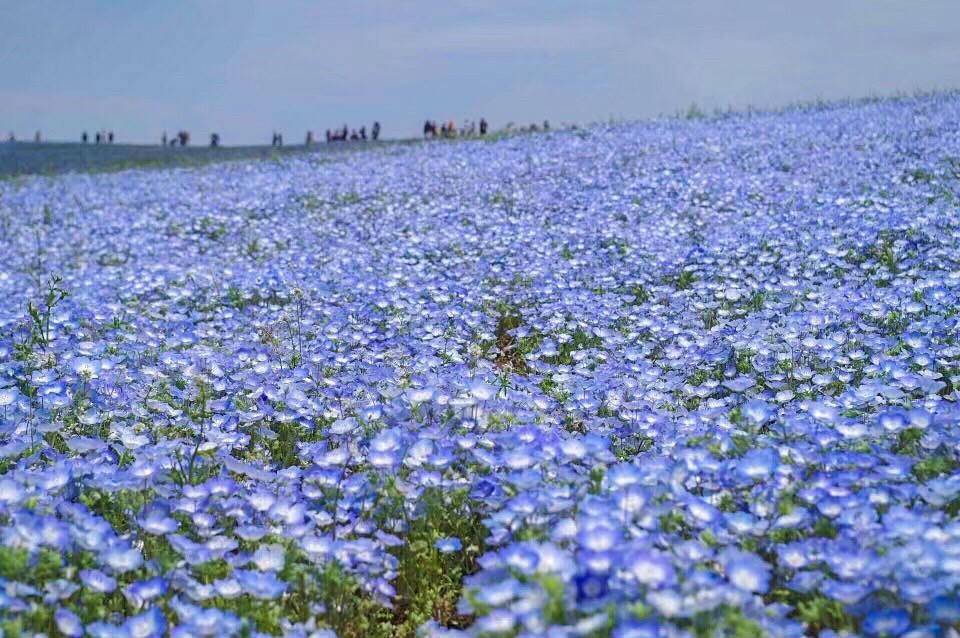 茨城県