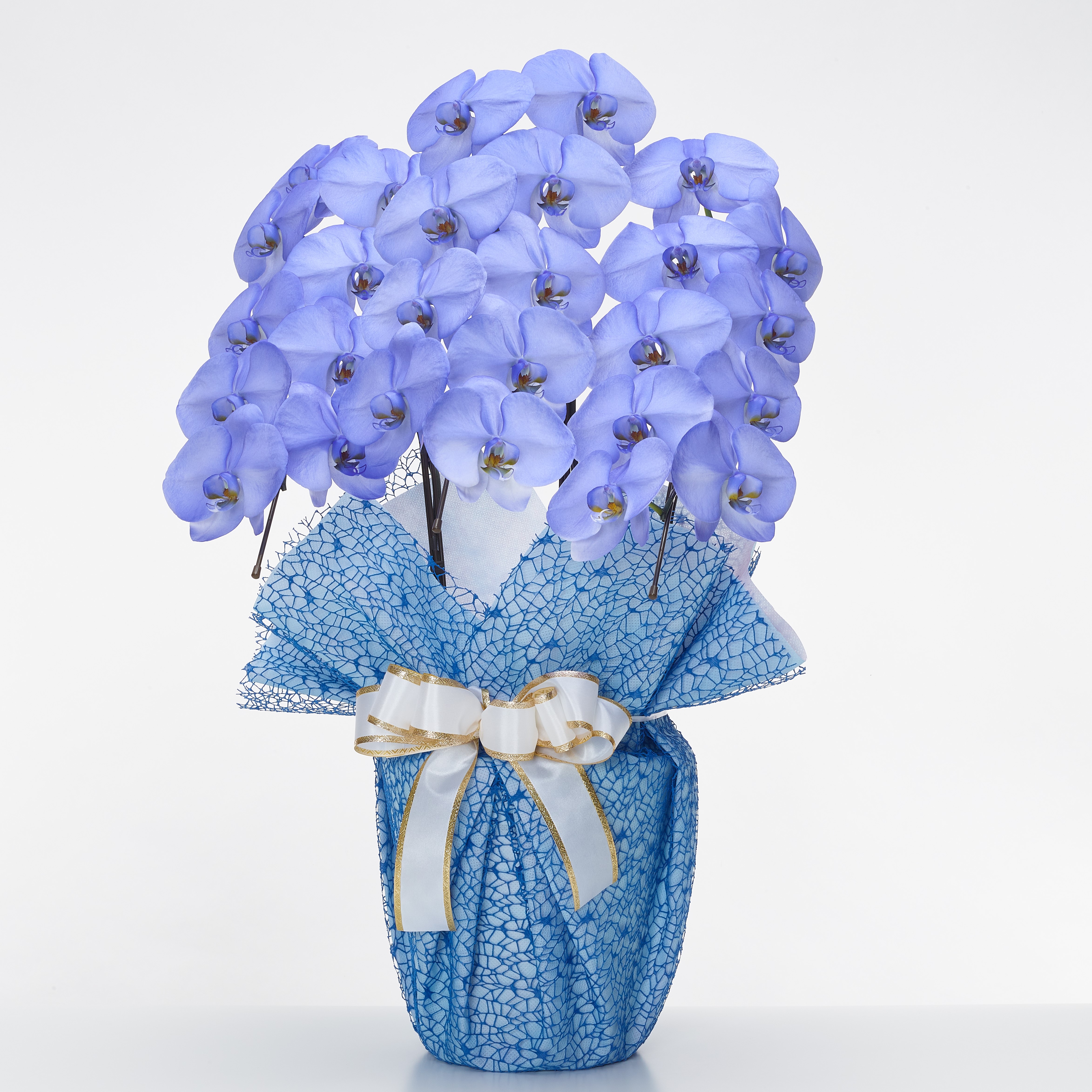 ラベンダー胡蝶蘭(MIYABI)