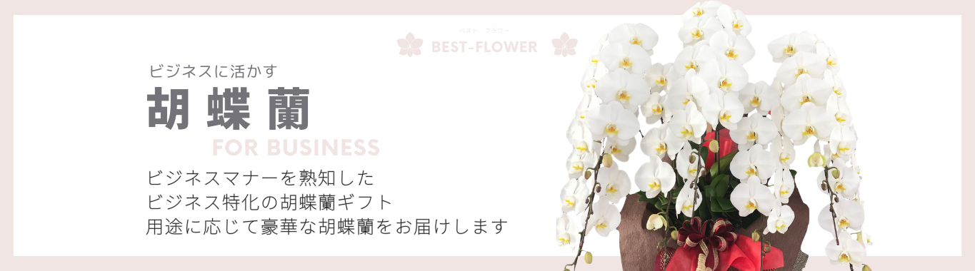 ビジネスの胡蝶蘭