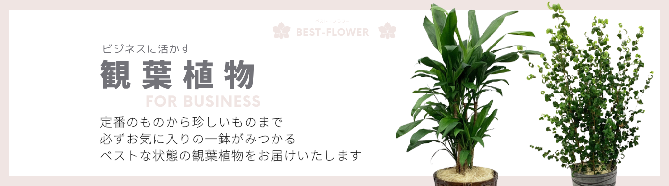 ビジネスの観葉植物