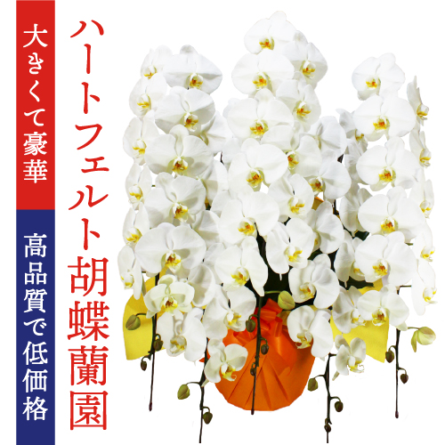 東京都にお祝いの胡蝶蘭をお届けするならベストフラワー 胡蝶蘭通販ベストフラワー 東京都にお祝いの胡蝶蘭をお届けするならベストフラワー 胡蝶蘭通販ベストフラワー