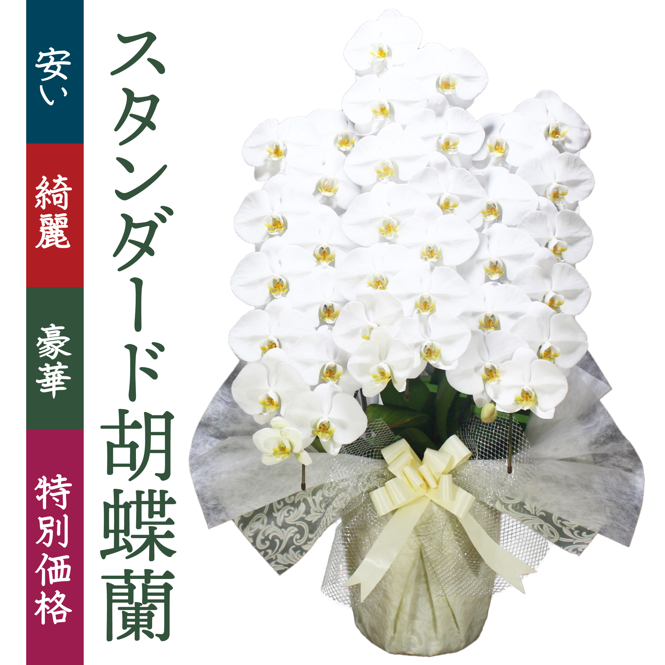 金沢市・石川県に胡蝶蘭をお届けするならベストフラワー | 胡蝶蘭通販ベストフラワー