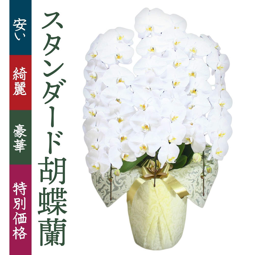 東京都・23区にお祝いの胡蝶蘭はベストフラワー | 胡蝶蘭通販ベスト