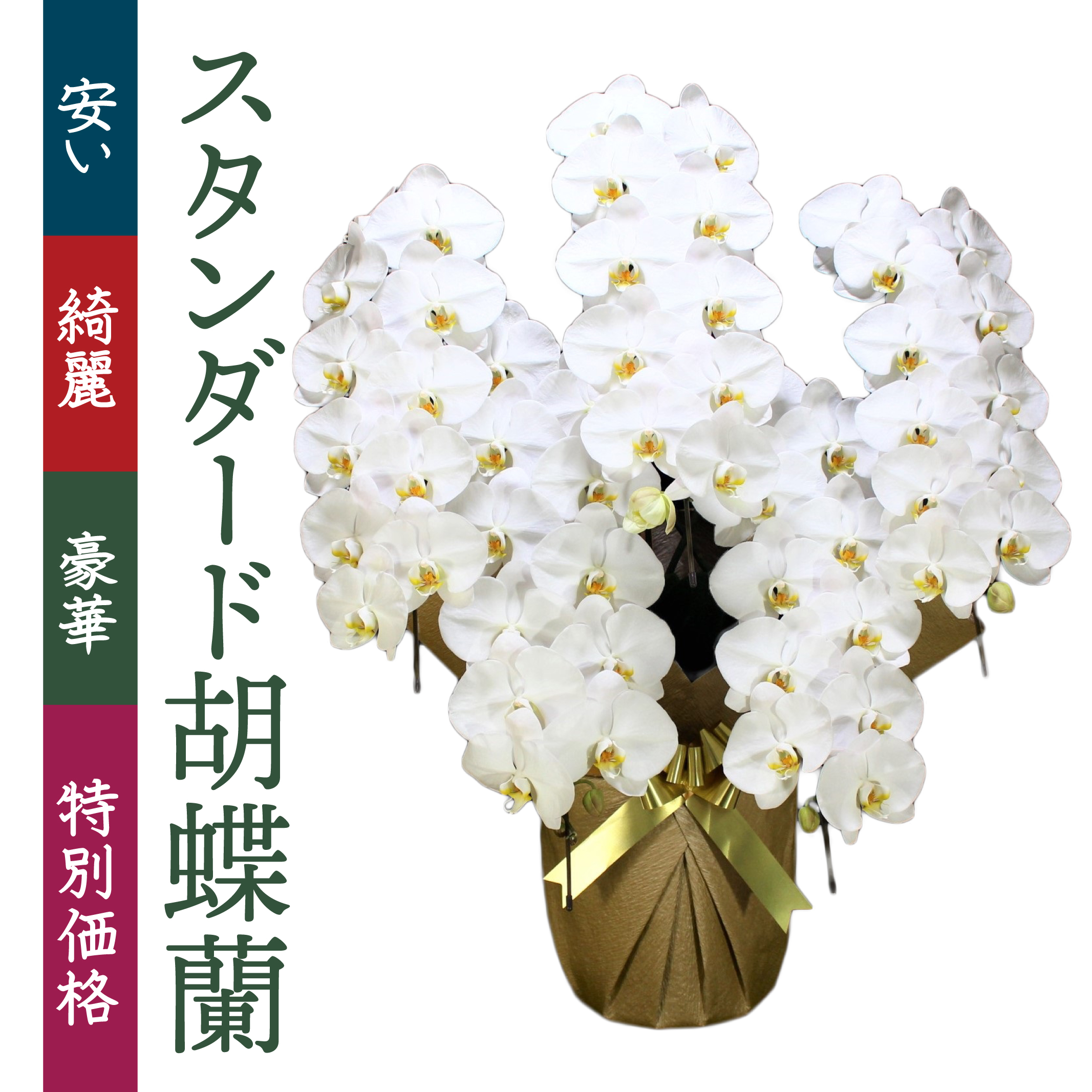 岐阜県にお祝いの胡蝶蘭を配送するならベストフラワー | 胡蝶蘭通販