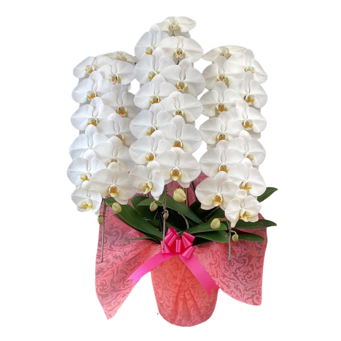 白大輪3本立ち42輪