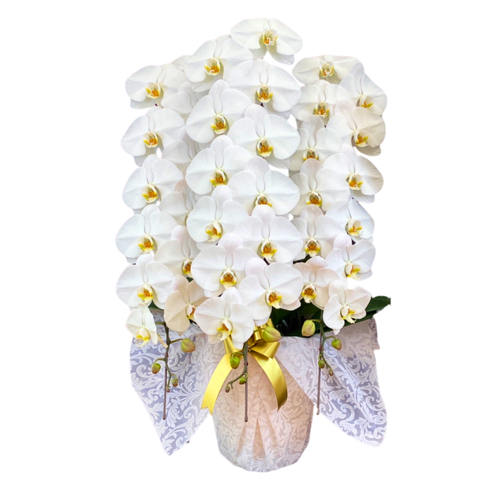 白大輪3本立ち48輪