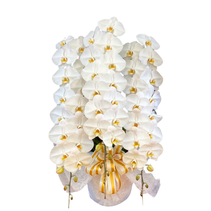 白大輪3本立ち54輪