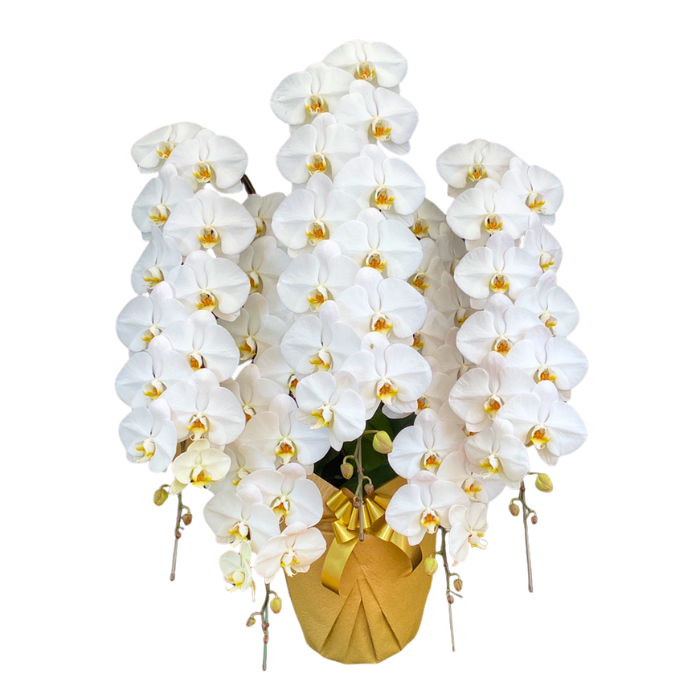 白大輪5本立ち70輪