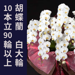 10本立90輪
