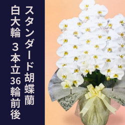 3本立36輪