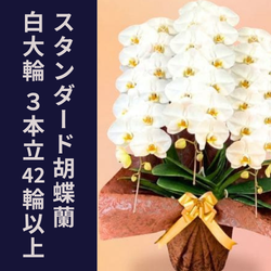 3本立42輪