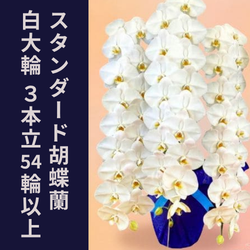 3本立54輪