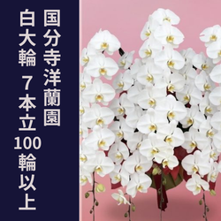 国分寺洋蘭園7本立100輪
