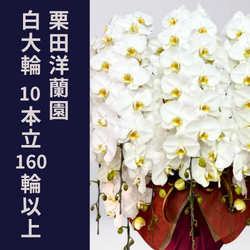 栗田洋蘭園10本立160輪