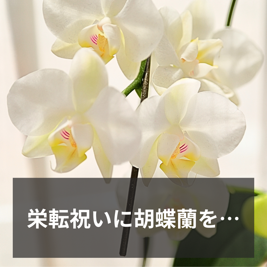 御祝