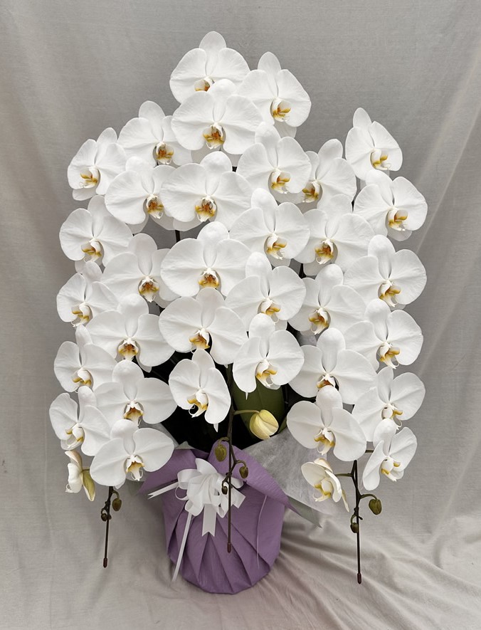 胡蝶蘭20,000円～