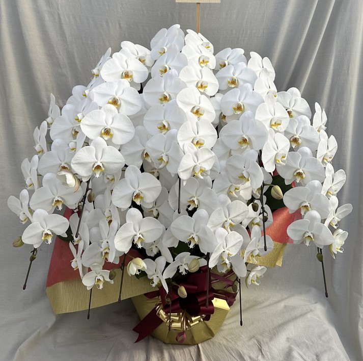 胡蝶蘭20,000円～