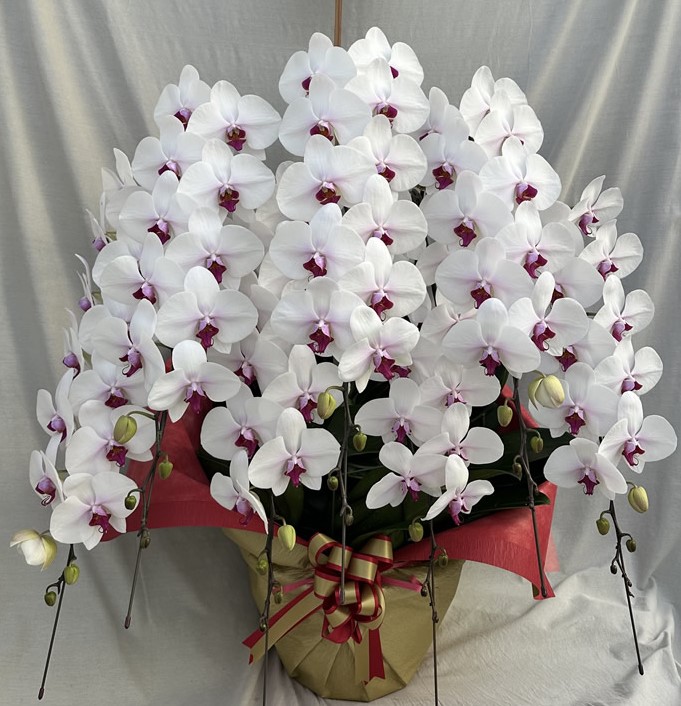 胡蝶蘭20,000円～