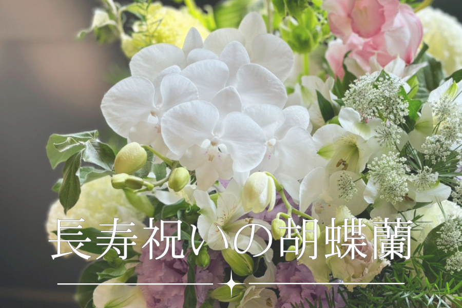 長寿祝いの胡蝶蘭