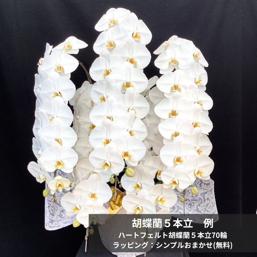 ハートフェルト胡蝶蘭5本立70輪