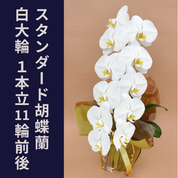 スタンダード胡蝶蘭白大輪 １本立　輪前後