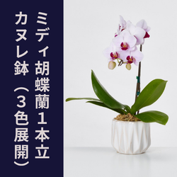 ミディ胡蝶蘭１本立カヌレ鉢（３色展開）