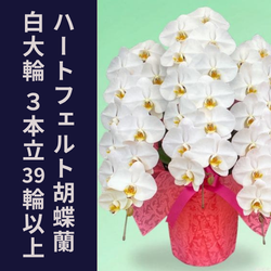 ハートフェルト 胡蝶蘭3本立39輪以上