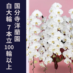 国分寺洋蘭園 胡蝶蘭7本立100輪以上