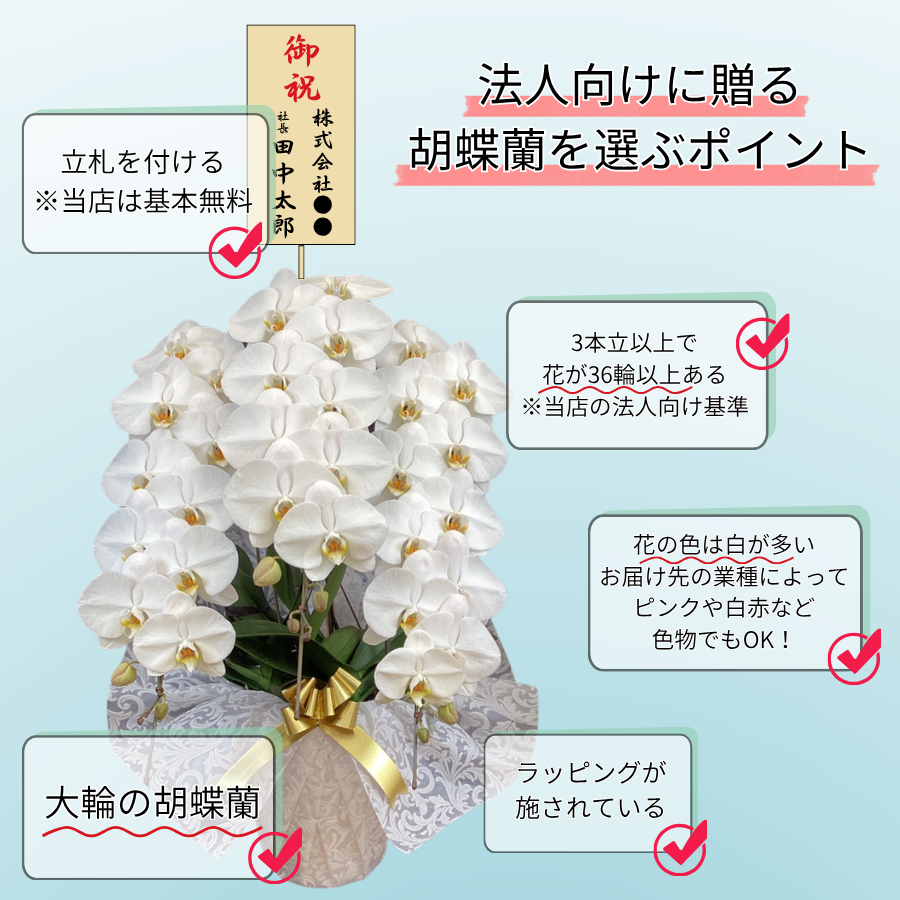 法人向けに贈る胡蝶蘭を選ぶポイント